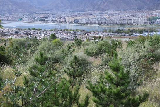 西藏银行创新推出“青山贷”特色信贷产品，累计投放信贷资金9.96亿元。